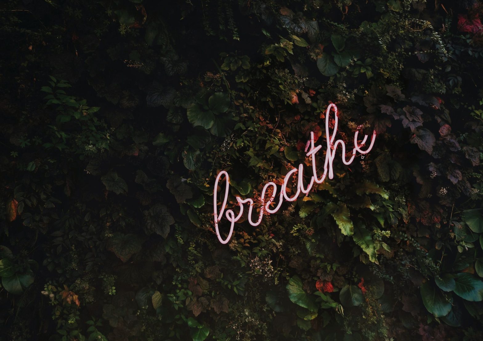Image shows a tree with the word breathe resting in the branches, to portray the benefits of breath work to your mental health and wellbeing